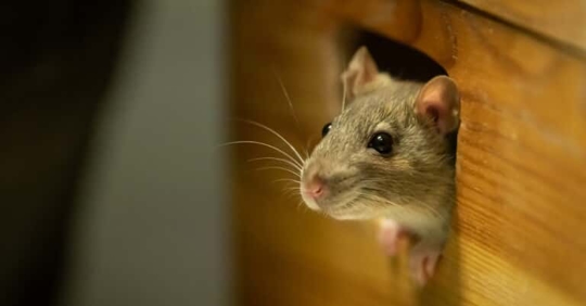 Mouse in house.
