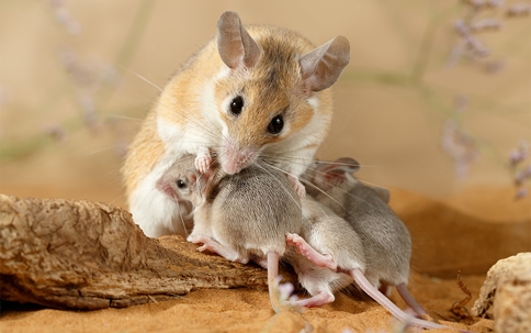 How Many Babies Can A Mouse Have in a Month?