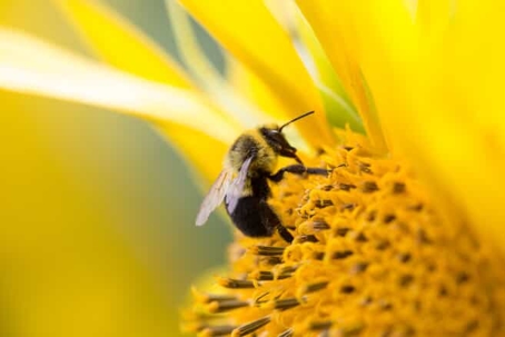Bee in a yellow flower.