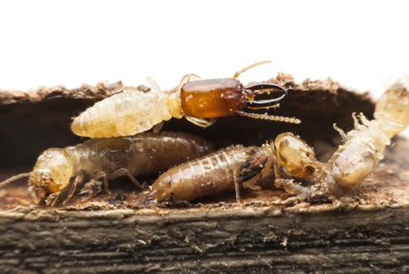 Termite