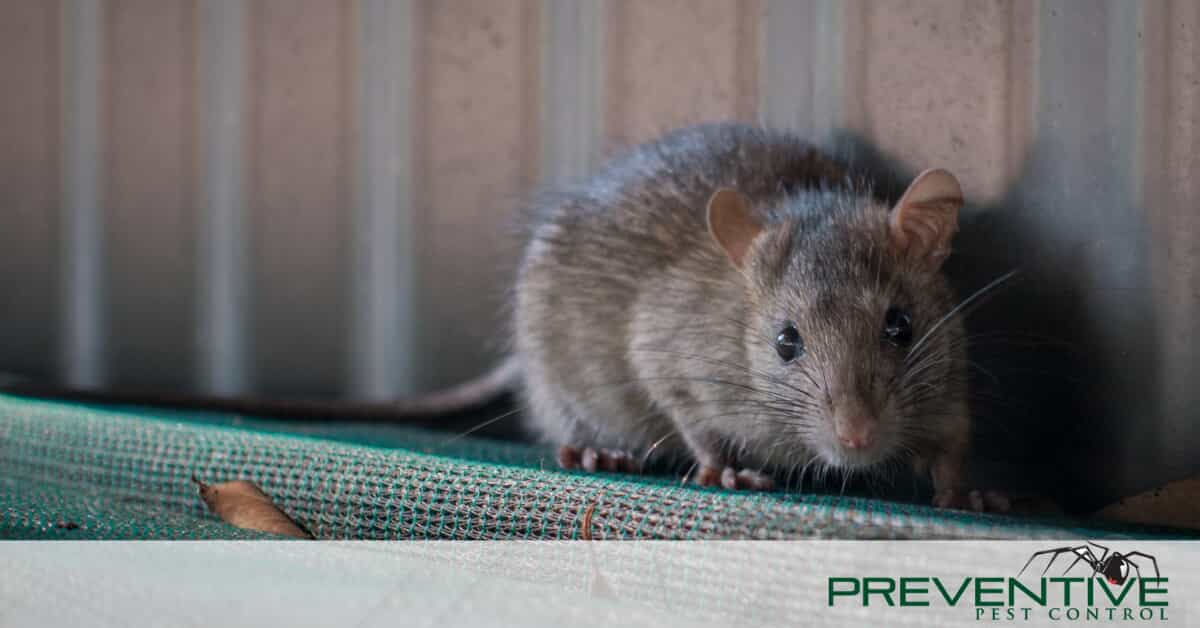 Image of rat with Preventive Pest Control company branding