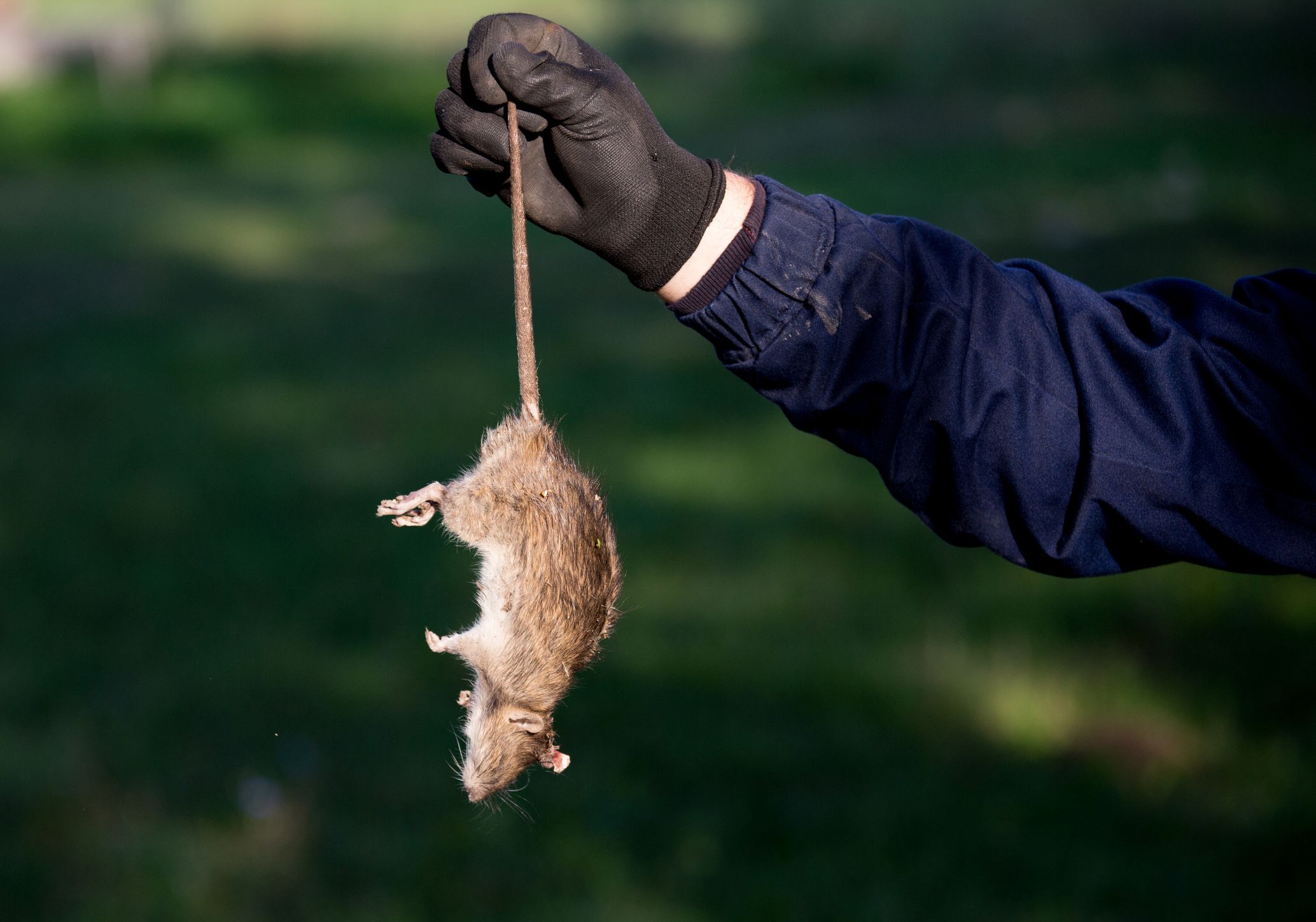 What the CDC Says About Rodents & COVID-19