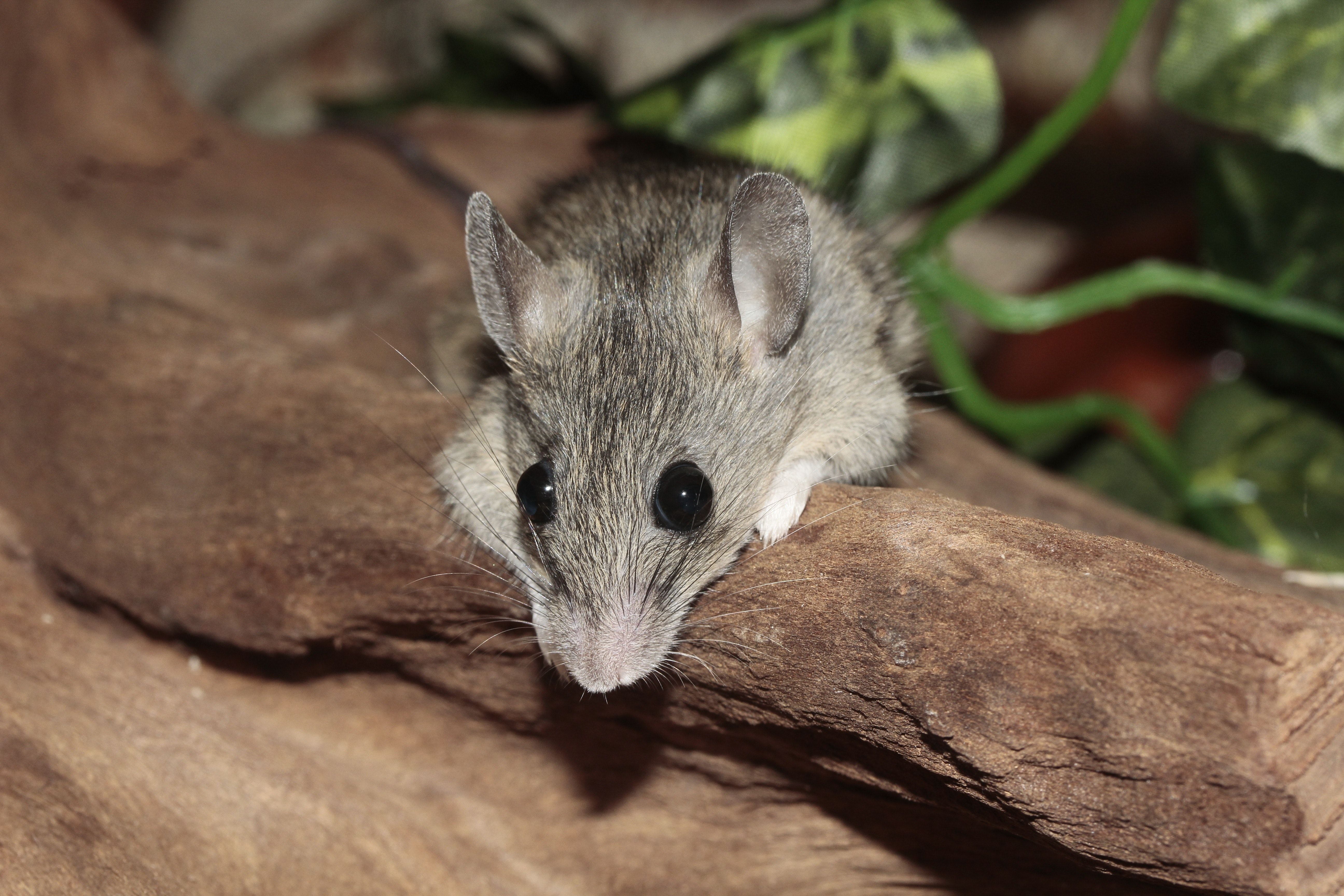 Girl Swallows Live Baby Mice Telegraph