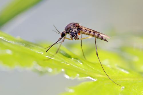 mosquito