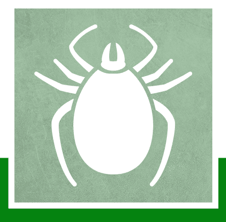 Fleas & Ticks