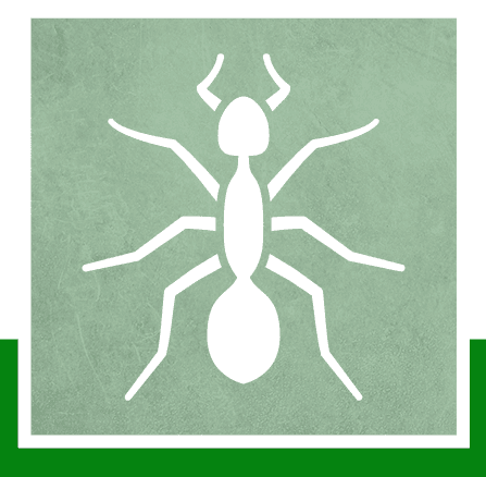 Ants