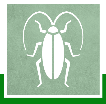 Cockroaches