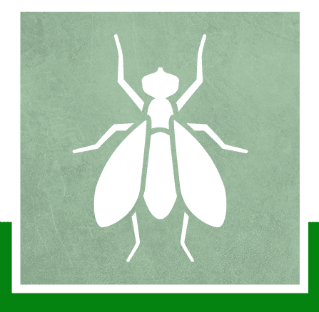 Flies