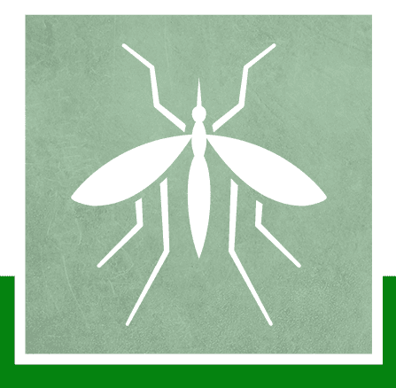 Mosquitoes