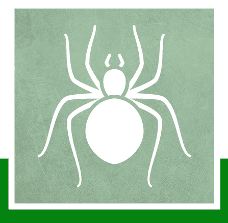Spiders