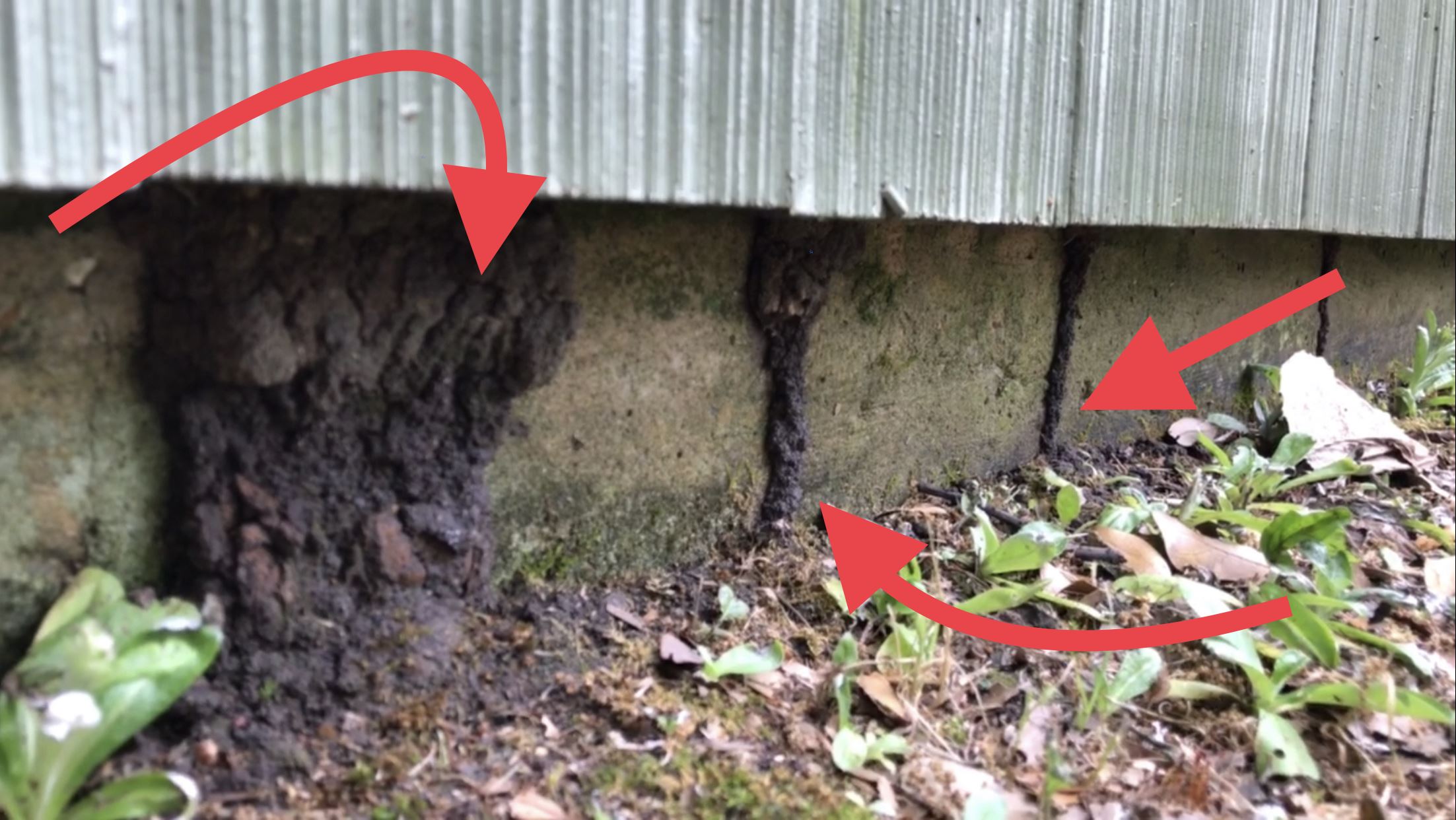 Cockroach Control in Houston TX Preventive Pest Control