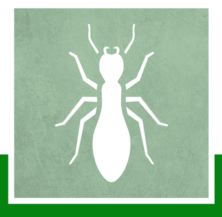 Termites