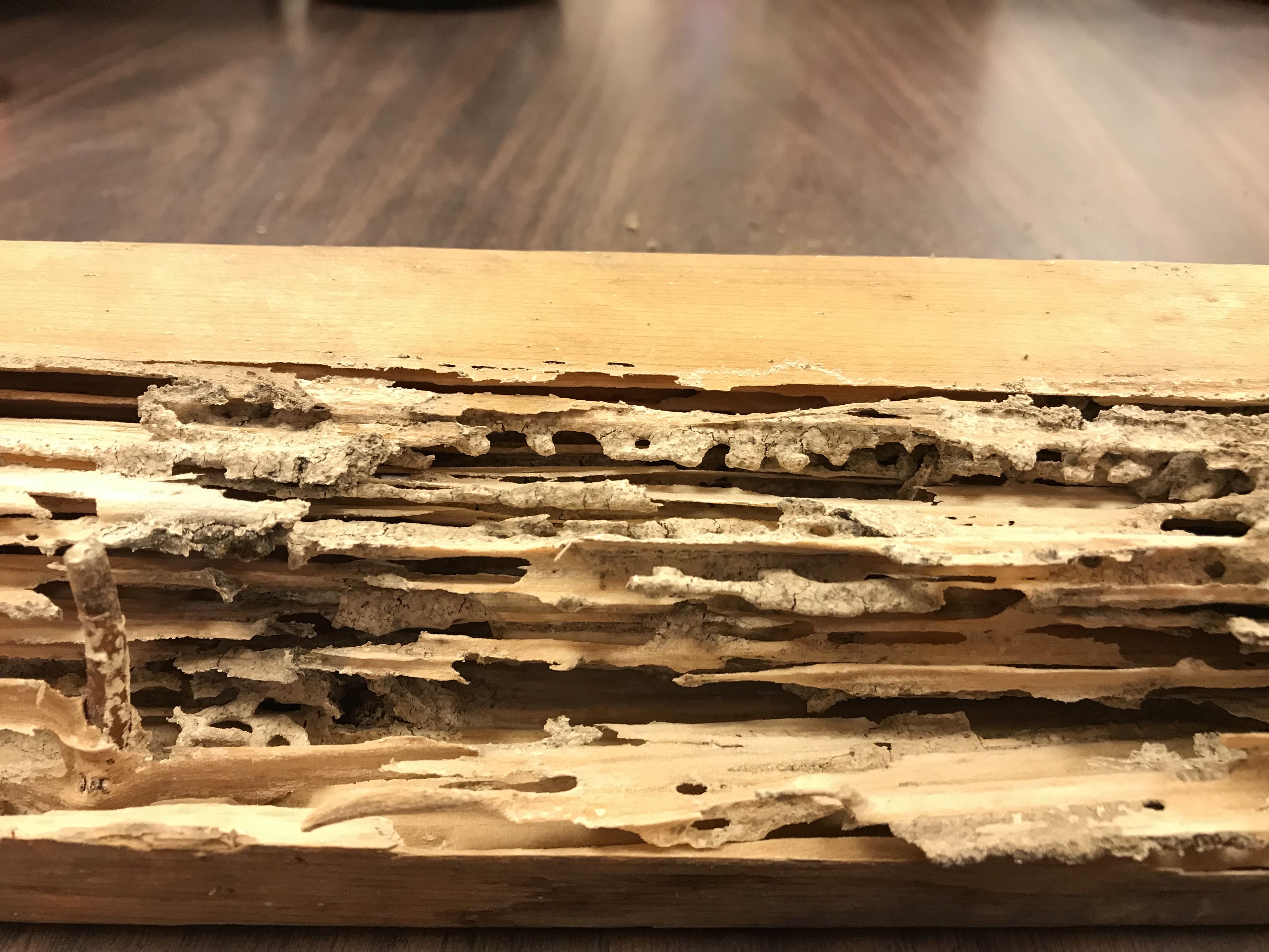 Termites | Preventive Pest Control