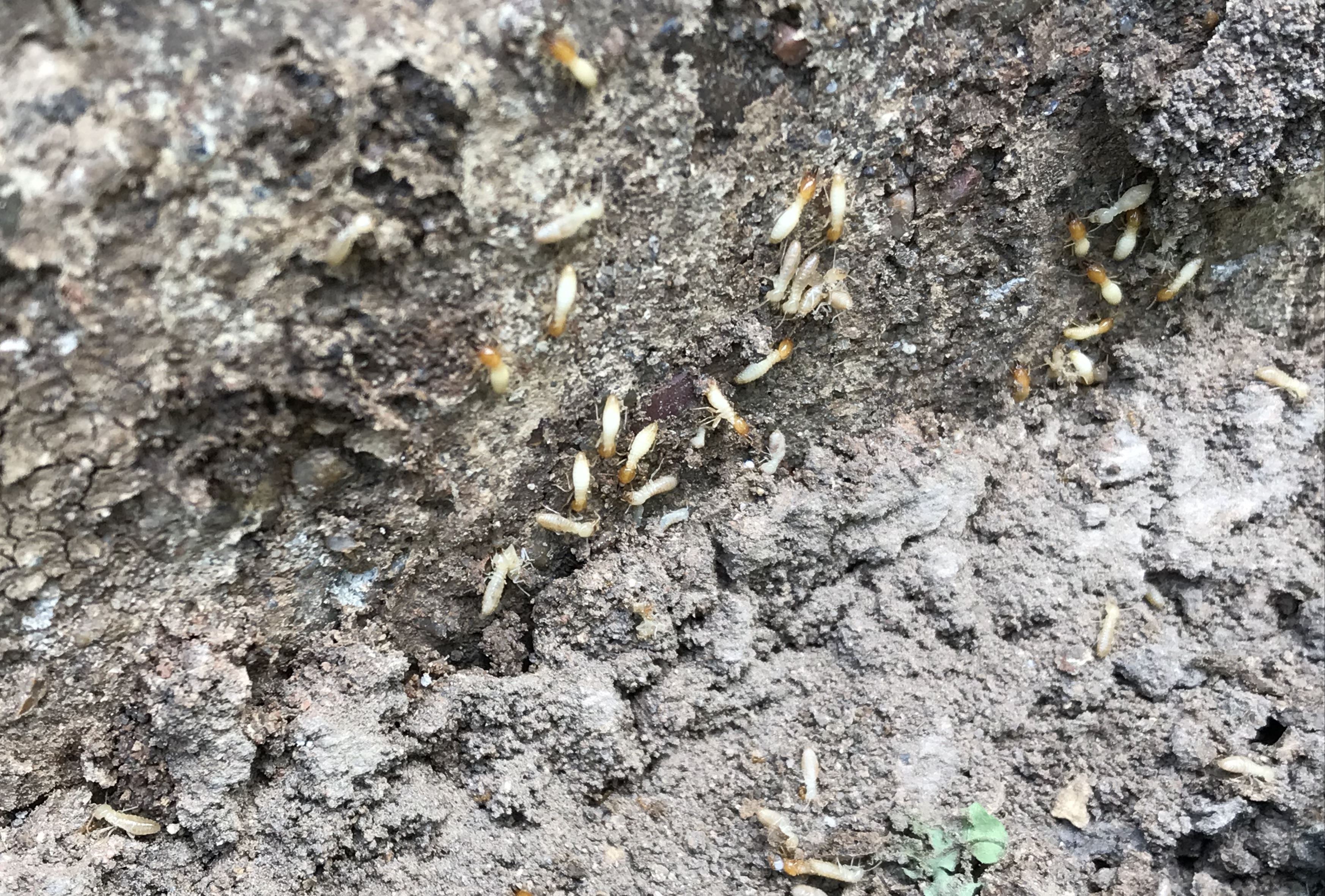 Commercial Pest Control in Houston, TX Preventive Pest Control